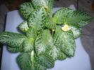 Episcia MY PRECIOUS