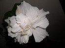 Hibiscus Clasic White