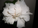 Hibiscus Classic White