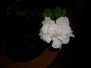 Hibiscus Clasic White