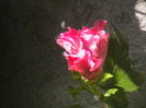 Picture 033