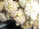 DSCN1007