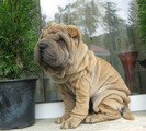 Pui Shar Pei