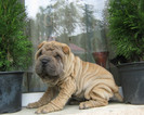 Pui Shar Pei