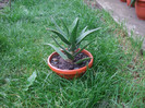 ALOE CILIARIS