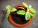 pilea