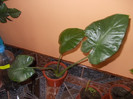 colocazia