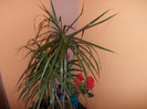dracaena
