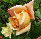 P1540078
