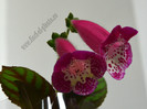NEW - Kohleria Marta
