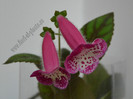 NEW - Kohleria Marta