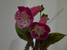 NEW - Kohleria Marta