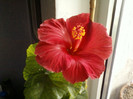 20 mai 2012-flori 003