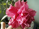 20 mai 2012-flori 013