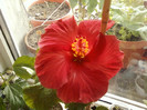 20 mai 2012-flori 035