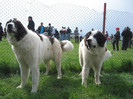 expo veresti
