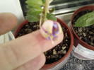 20 mai 2012-flori 004
