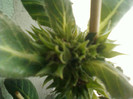 20 mai 2012-flori 018