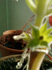 20 mai 2012-flori 022