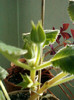20 mai 2012-flori 021