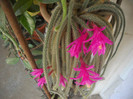 DSCN3205