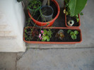 DSCN3311