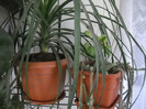 DSCN3314