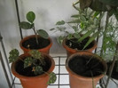 DSCN3316