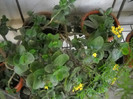 DSCN3317