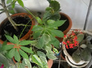 DSCN3321