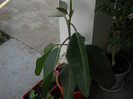 DSCN3323