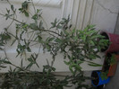 DSCN3336