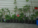 DSCN3341