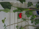 DSCN3342