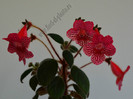 Kohleria Elise