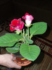 GLOXINIA ROSU SIMPLU LI(an)A