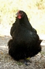 BlackStephane-15-399x600