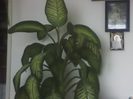 dieffenbachia