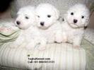 images (17)