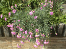 DSC00113