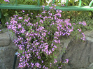 Saponaria ocymoides
