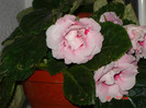 DSC03680
