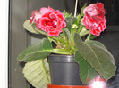DSC03681