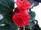 DSC03700