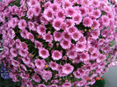 DSC03703