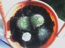 Echinopsis -  iudit - Multumesc!