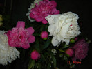 DSC03775