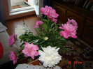 DSC03781
