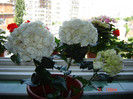 DSC03783