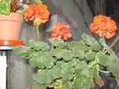 DSC03796